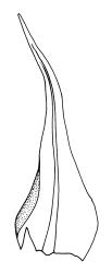 Tayloria purpurascens, perigonial bract. Drawn from A.J. Fife 6919, CHR 406855, and M.J.A. Simpson 1109, CHR 106044.
 Image: R.C. Wagstaff © Landcare Research 2015 
